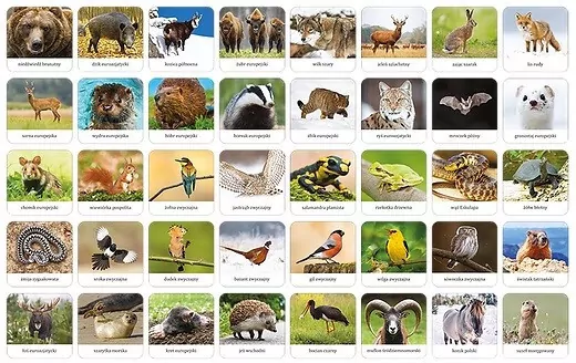 Fauna Polski. Memory - tantis.pl