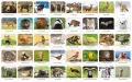 Fauna Polski. Memory - tantis.pl