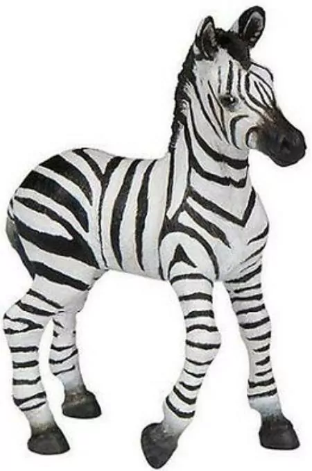 Zebra źrebię - tantis.pl