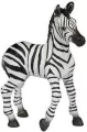 Zebra źrebię - tantis.pl