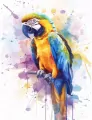 Malowanie po numerach 40x50cm Papuga - tantis.pl