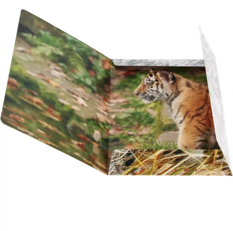 Teczka z gumką A4 Wild Animal 2 mix - tantis.pl