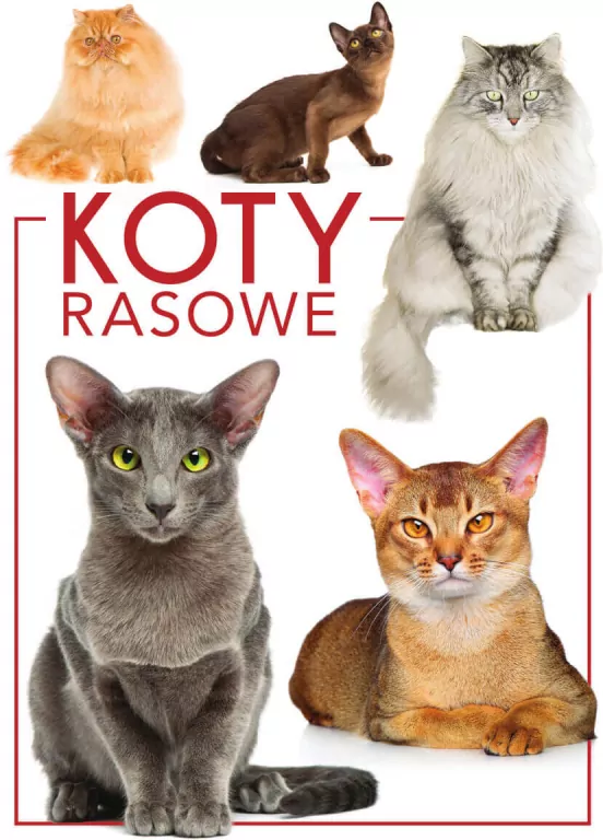 Koty rasowe - tantis.pl
