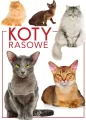 Koty rasowe - tantis.pl