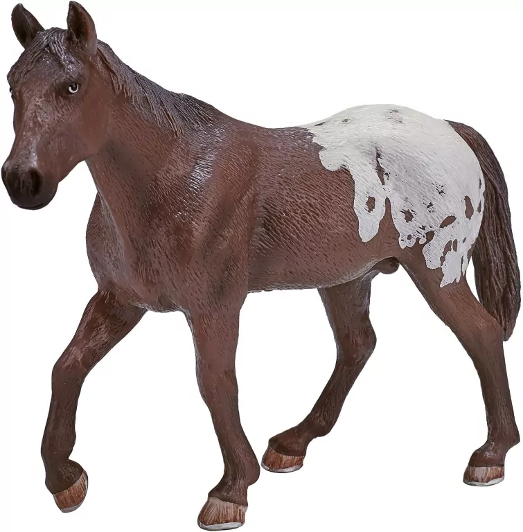 Koń Appaloosa. Ogier kasztanowaty - tantis.pl