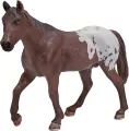 Koń Appaloosa. Ogier kasztanowaty - tantis.pl