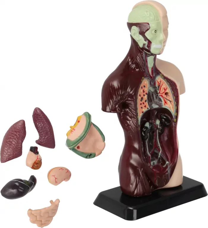 Zestaw Naukowca Anatomia Człowieka - tantis.pl