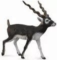 Antylopa Blackbuck L - tantis.pl