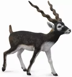 Antylopa Blackbuck L