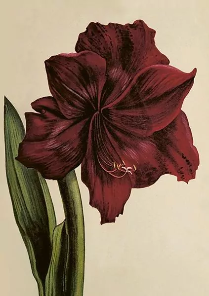 Karnet ST515 B6 + koperta Amarylis - tantis.pl