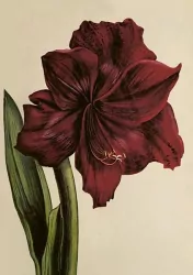 Karnet ST515 B6 + koperta Amarylis