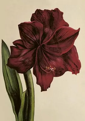 Karnet ST515 B6 + koperta Amarylis