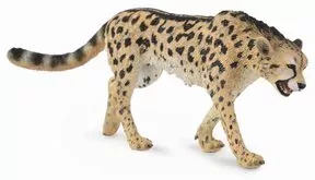 Gepard królewski - tantis.pl