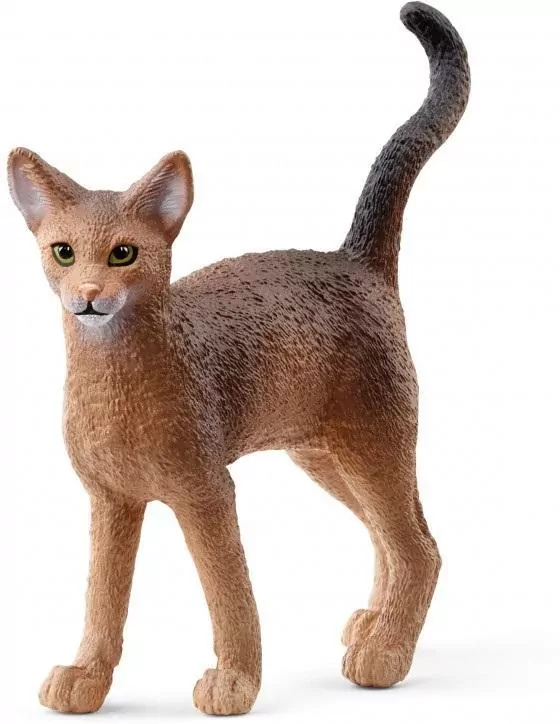 Kot abisyński - tantis.pl