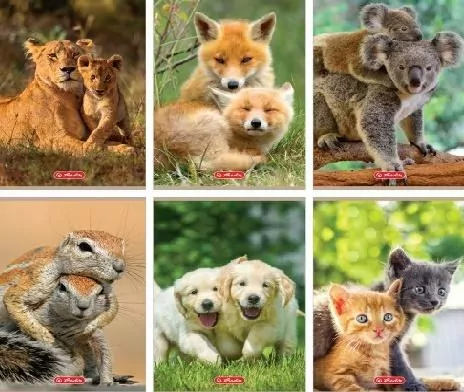 Zeszyt Animals. A5/32K kratka. 10 sztuk - tantis.pl