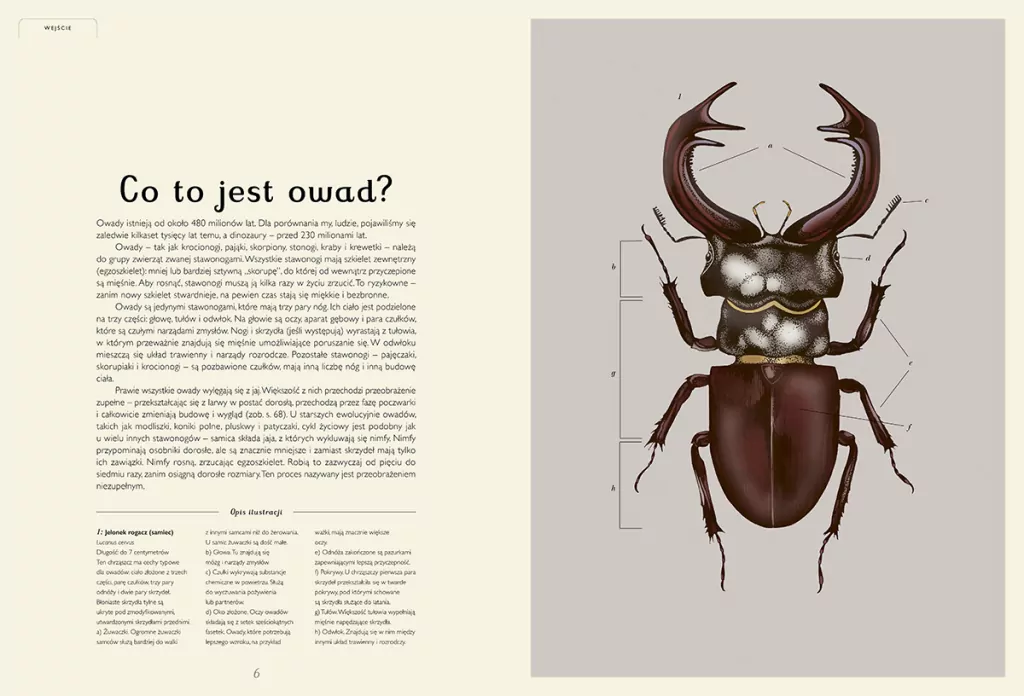 Insektarium. Muzeum Owadów. W Muzeum - tantis.pl