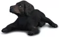Pies labrador szczeniak - tantis.pl
