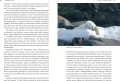 Czochrałem antarktycznego słonia w.rozszerzone - tantis.pl