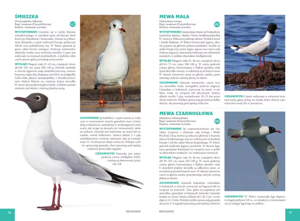 Ptaki Polski - tantis.pl