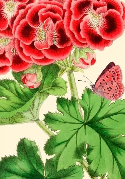 Karnet B6 z kopertą Pelargonia - tantis.pl