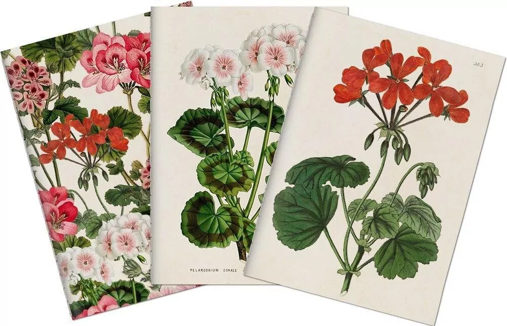 Stone 501 Zestaw 3 notatników A6 - pelargonia - tantis.pl