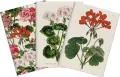 Stone 501 Zestaw 3 notatników A6 - pelargonia - tantis.pl