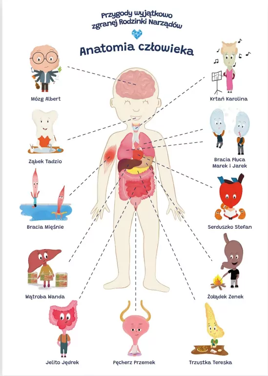 Plakat edukacyjny. Anatomia człowiek A2 - tantis.pl