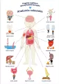 Plakat edukacyjny. Anatomia człowiek A2 - tantis.pl