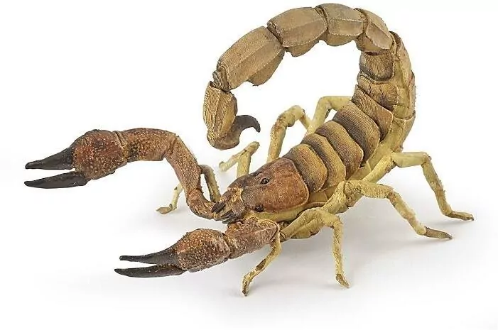 Skorpion - tantis.pl