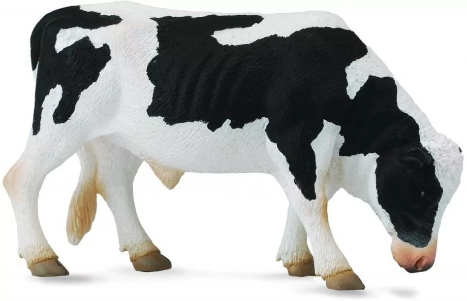 Byk Friesian - tantis.pl