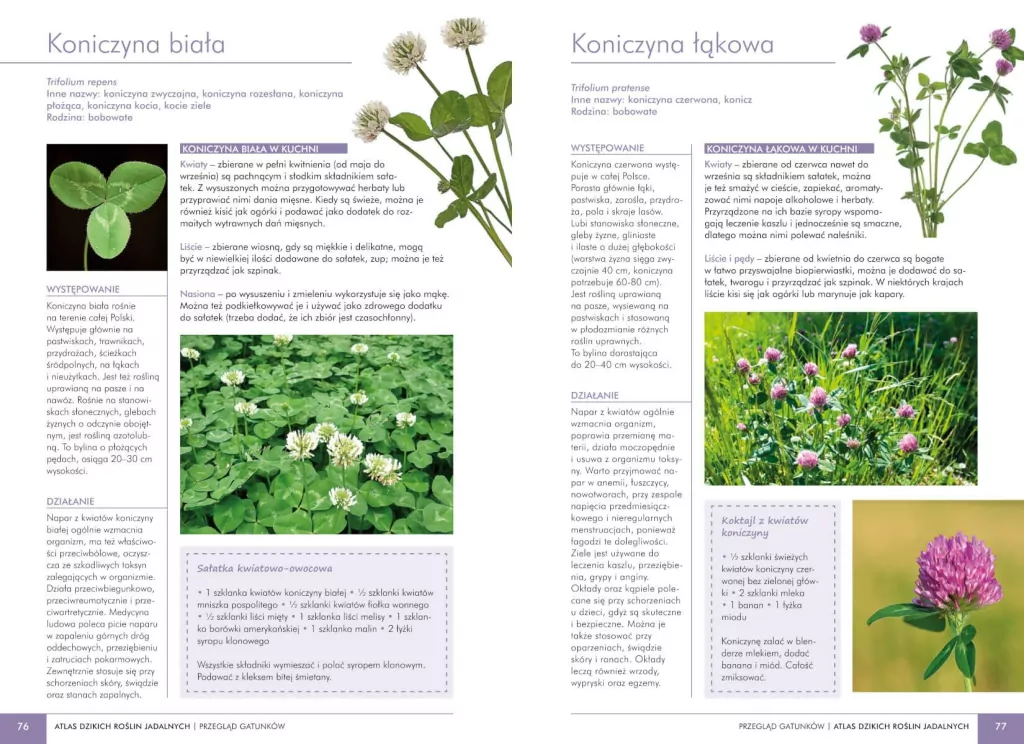 Atlas dzikich roślin jadalnych - tantis.pl
