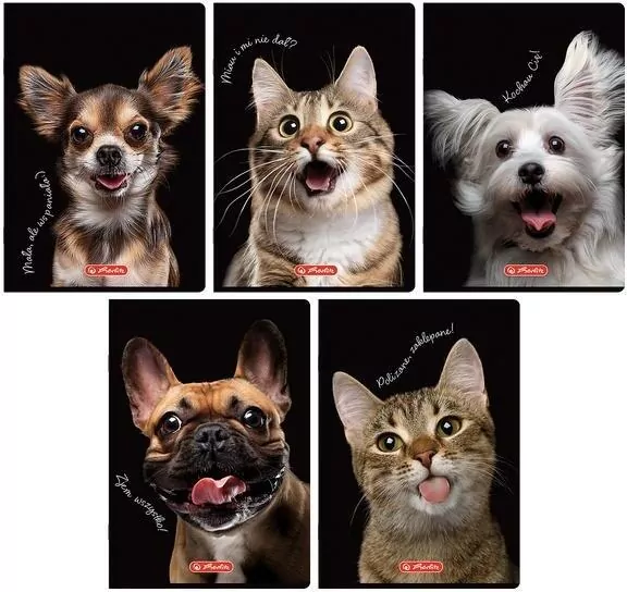 Zeszyt A5/16K kratka kolorowa Animals - tantis.pl