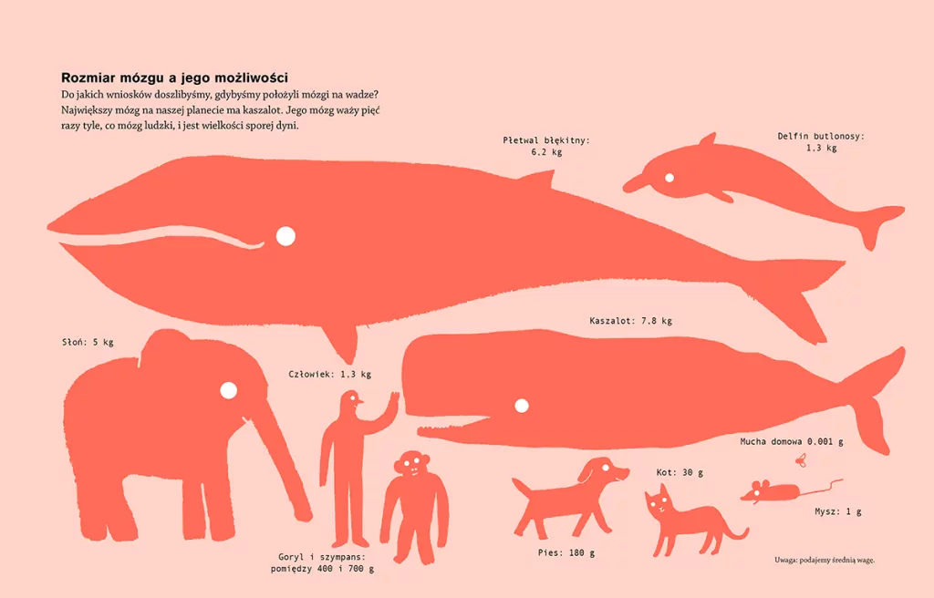 W głowie. Wyprawa do wnętrza mózgu - tantis.pl