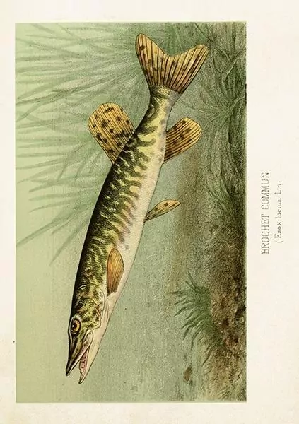 Karnet ST478 B6 + koperta Szczupak - tantis.pl