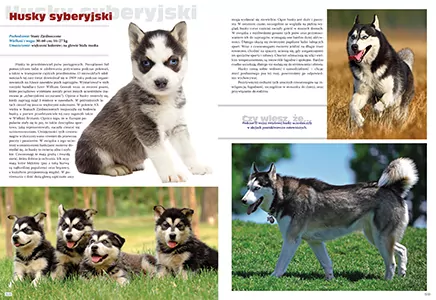 Pies. Rasy z całego świata - tantis.pl