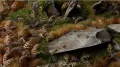 Gamers Grass: Laser Plants - Dry Bracken - Wysuszona paproć - tantis.pl