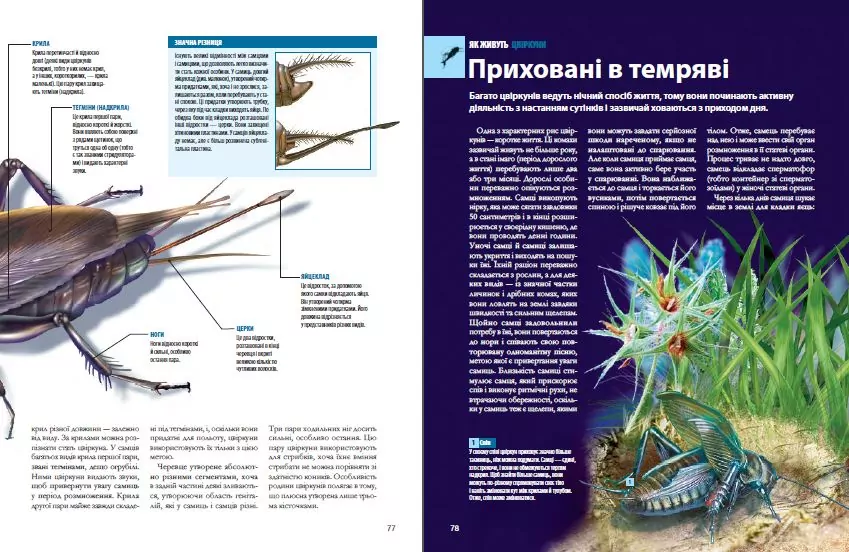 Велика книга комах - tantis.pl