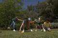 Jungle Speed Giant - tantis.pl