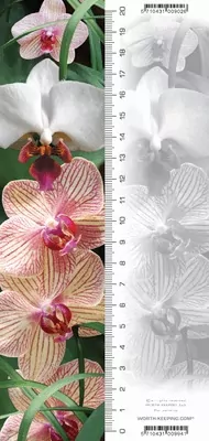 Zakładka 3D. Orchidea - tantis.pl