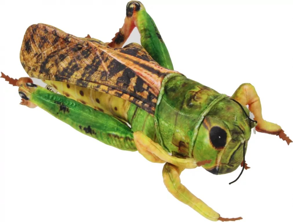 Konik polny 41cm - tantis.pl