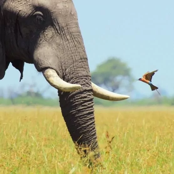 Karnet kwadrat z kopertą African Bull Elephant - tantis.pl
