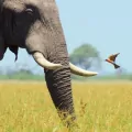 Karnet kwadrat z kopertą African Bull Elephant - tantis.pl
