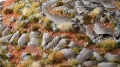 Gamers Grass: Forget-me-not Tiny Flowers - tantis.pl
