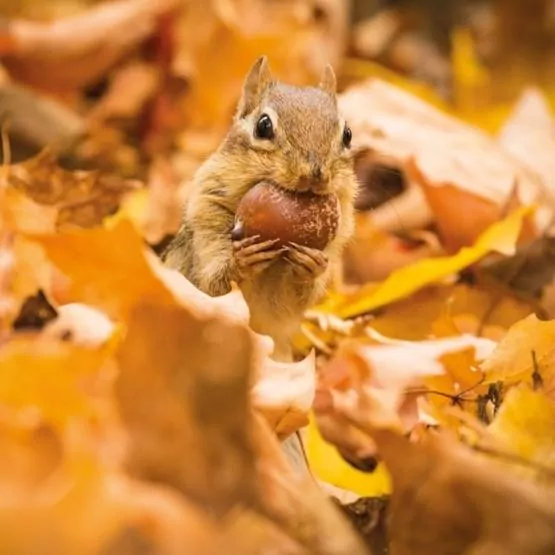 Karnet kwadrat z kopertą Chipmunk with an acorn - tantis.pl