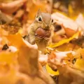 Karnet kwadrat z kopertą Chipmunk with an acorn - tantis.pl