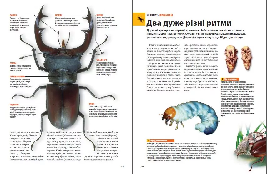 Велика книга комах - tantis.pl