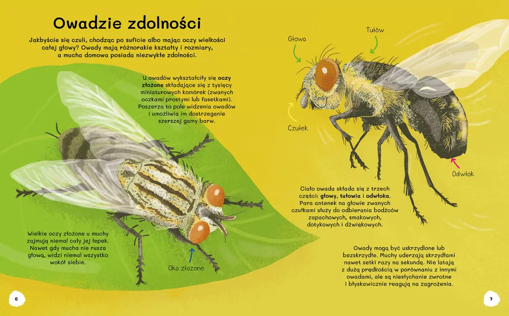 Ile kropek ma biedronka? Wiem wszystko o owadach - tantis.pl
