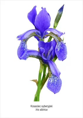 Obraz A4 Kosaciec syberyjski