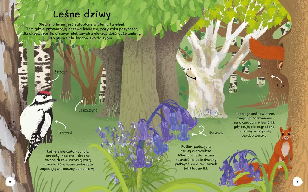Czemu sosna ma igły? Wiem wszystko o drzewach - tantis.pl