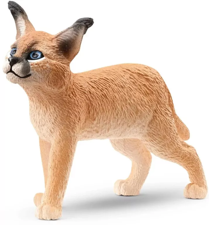 Młode karakala 14868 - tantis.pl